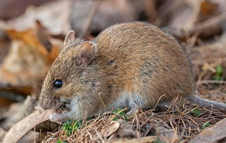 house mouse eating food