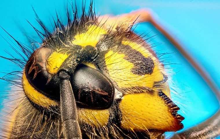 hornet face