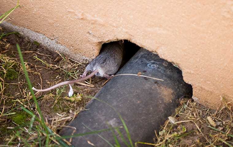 mouse crawling into a home