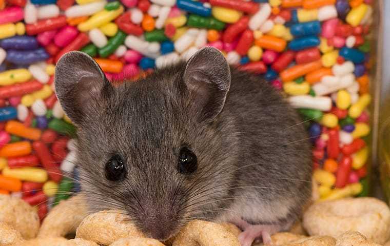 house mouse in pantry